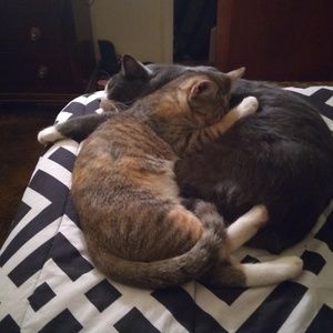 Meet your Posher, Dawn